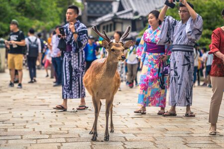 Nara - May 31, 2019: Deer with tourists in Nara deer park, Nara, Japanのeditorial素材