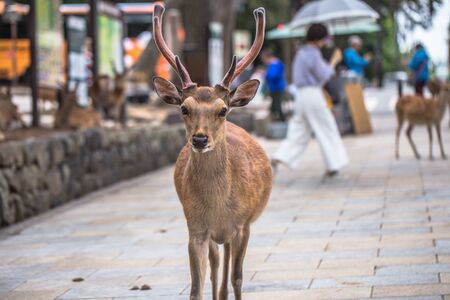Nara - May 31, 2019: Deer in Nara deer park, Nara, Japanのeditorial素材