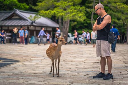 Nara - May 31, 2019: Deer with tourists in Nara deer park, Nara, Japanのeditorial素材