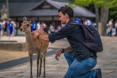 Nara - May 31, 2019: Deer with tourists in Nara deer park, Nara, Japanのeditorial素材