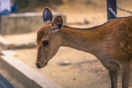 Nara - May 31, 2019: Deer in Nara deer park, Nara, Japanのeditorial素材