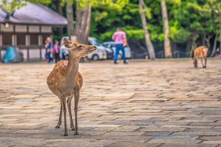 Nara - May 31, 2019: Deer in Nara deer park, Nara, Japanのeditorial素材