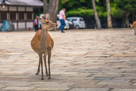Nara - May 31, 2019: Deer in Nara deer park, Nara, Japanのeditorial素材