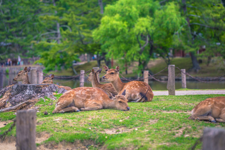 Nara - May 31, 2019: Deer in Nara deer park, Nara, Japanのeditorial素材