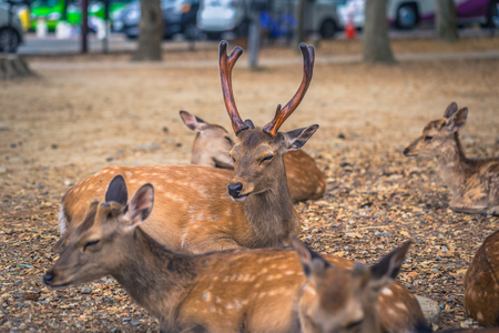 Nara - May 31, 2019: Deer in Nara deer park, Nara, Japanのeditorial素材