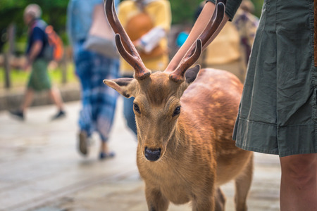 Nara - May 31, 2019: Deer with tourists in Nara deer park, Nara, Japanのeditorial素材
