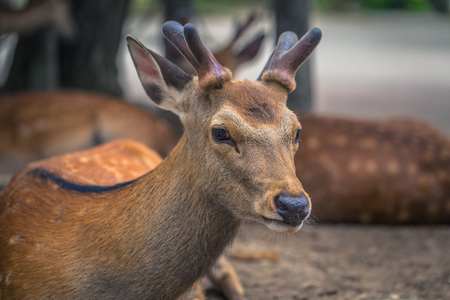 Nara - May 31, 2019: Deer in Nara deer park, Nara, Japanのeditorial素材