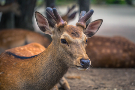 Nara - May 31, 2019: Deer in Nara deer park, Nara, Japanのeditorial素材