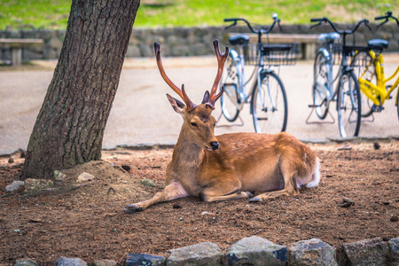 Nara - May 31, 2019: Deer in Nara deer park, Nara, Japanのeditorial素材