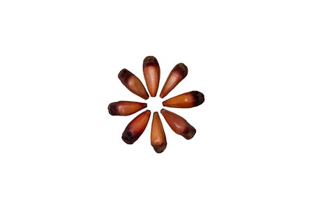 brazilian pinion on white background