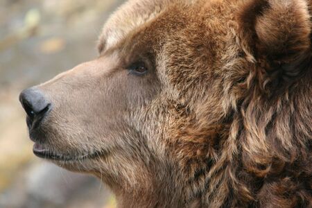 Brown Bearの写真素材