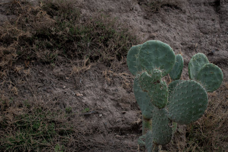 Photo of cactus at the bottom of a hillの写真素材