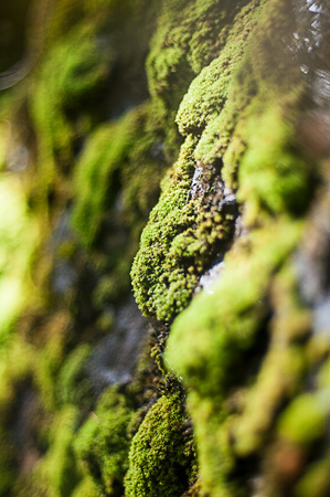 Green moss in national park Harz in Northern Germanyの写真素材