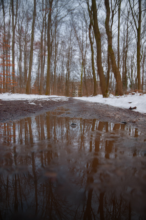 Winter forest with snow and pine treesの写真素材