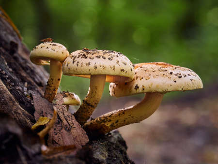 Yellow mushrooms growing on a tree in the forest on a sunny autumn dayの写真素材