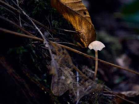 Small lonely mushroom growing in the autumn forestの写真素材