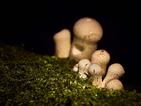 Creamy lycoperdon perlatum named common puffball mushroom growing on green mossの写真素材