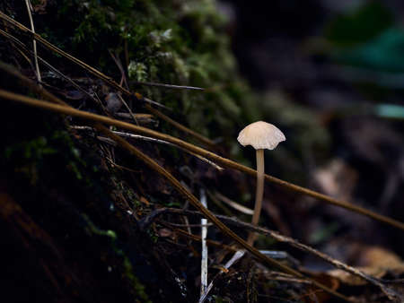 Small lonely mushroom growing in the autumn forestの写真素材