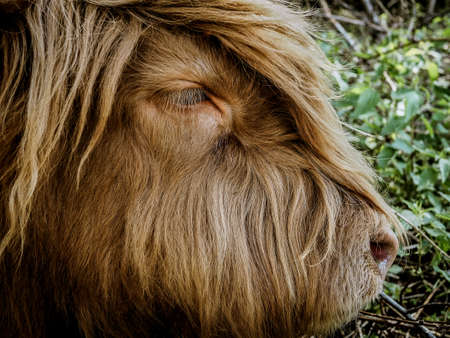 Portrait of a scottish cow on a background of greeneryの写真素材