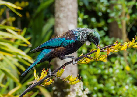 Tui or Prosthemadera novaeseelandiae, beautiful New Zealand bird.の写真素材