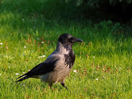 A black and gray rook walking on the grassの写真素材