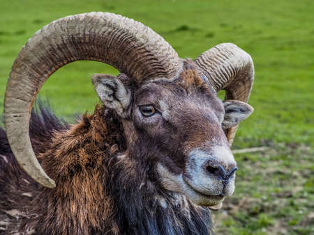 Beautiful mouflon portrait on a background of green grassの写真素材