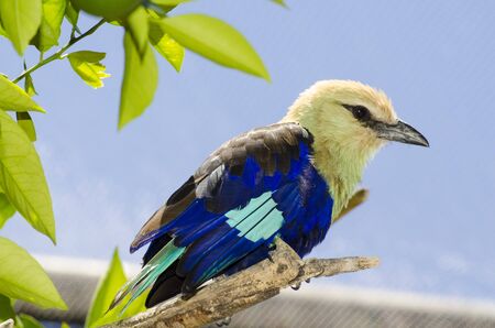 Blue-bellied Rollerの写真素材