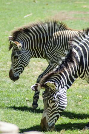 Zebras enjoying a sunny day in Tucson, Arizonaの写真素材