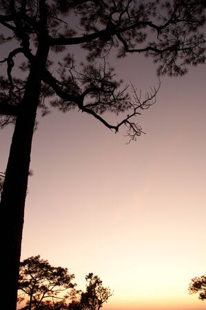 beautiful twilight sunrise at Phu Kra Dung, silhouette style, Thailandの写真素材
