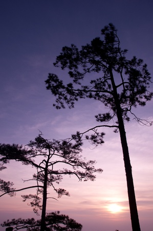 beautiful twilight sunrise at Phu Kra Dung, silhouette style, Thailandの写真素材