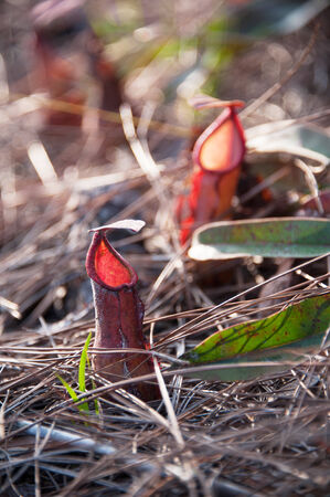 Nepenthes old World pitcher plants at Phu Kra Dung, Thailandの写真素材