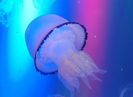 jellyfish
