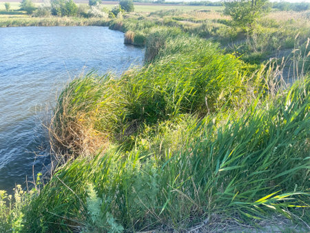 Natural background of green reeds against sparkling waterの写真素材