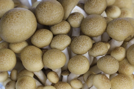 Brown beech mushrooms, Shimeji mushroom, Edible mushroom 