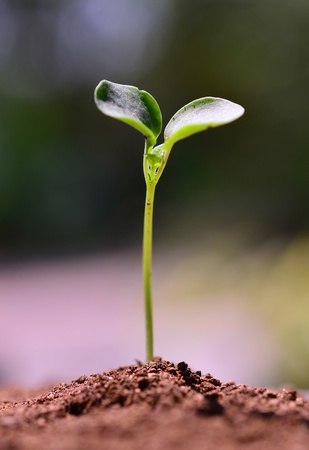 Green sprout growing from seed の写真素材