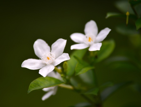 White Gardenia の写真素材