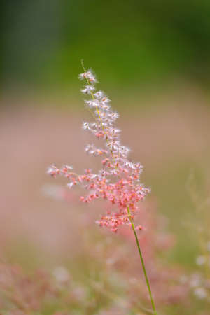 Closeup grass flower の写真素材