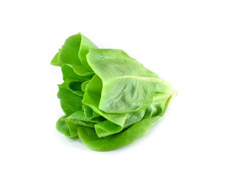 Baby Cos lettuce.の写真素材