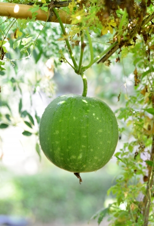 Ash gourd,kumbalanga Th is is also called winter melon, white gourd or winter gourdの写真素材