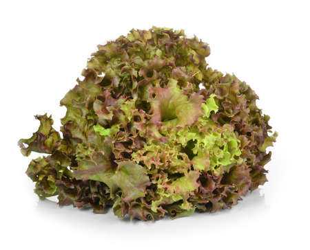 fresh red lettuce leaves isolated on white の写真素材