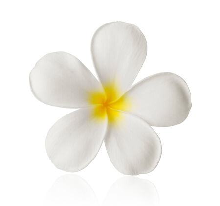 frangipani, plumeria isolate on whiteの写真素材