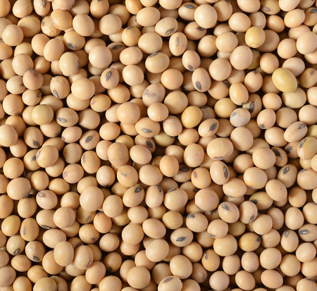 Soy beans backgroundの写真素材
