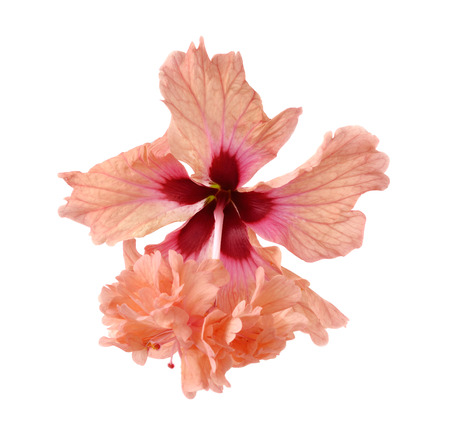 hibiscus flower isolated on white backgroundの写真素材