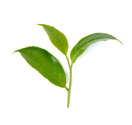 green tea leaf isolated on white backgroundの写真素材