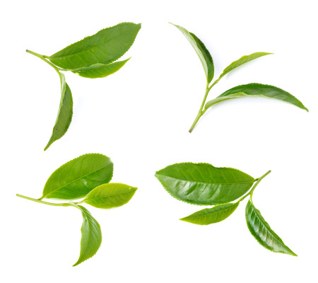 green tea leaf isolated on white backgroundの写真素材