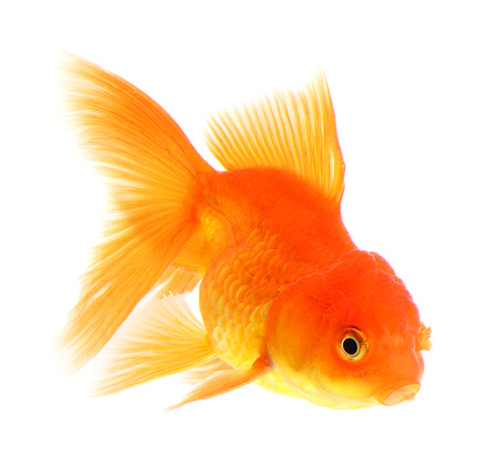 Goldfish Isolated on White Backgroundの写真素材