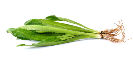 Eryngium foetidum or long coriander leavesの写真素材