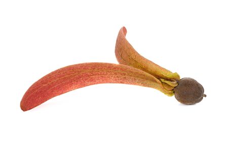 Dipterocarpus Alatus Flower on white backgroundの写真素材