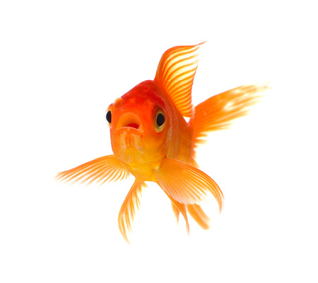 Goldfish Isolated on White Backgroundの写真素材