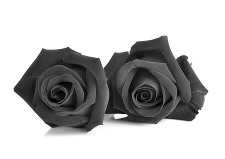 Black rose isolated on white background.の写真素材